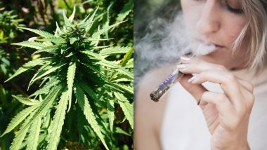 Smoking Marijuana Leads to Junk Food Binge: Researchers