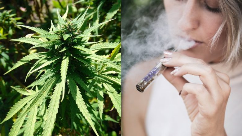Как ведут себя люди курящие коноплю исследование крови на марихуану