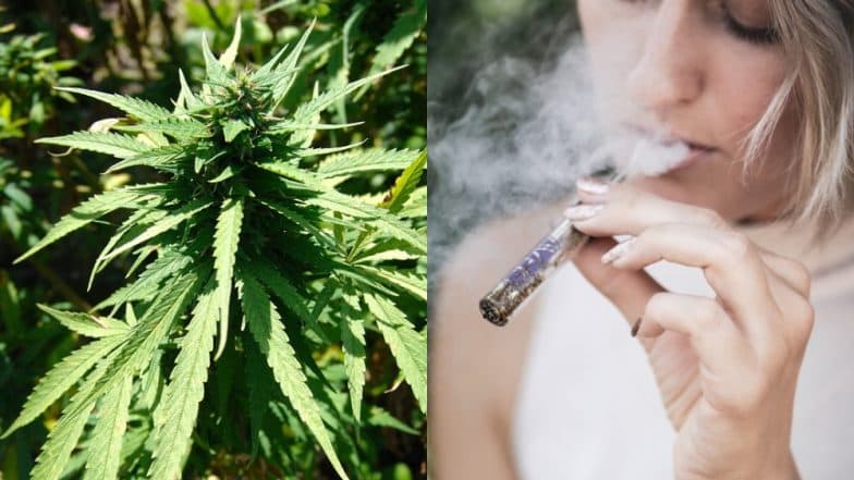 Smoking Marijuana Leads to Junk Food Binge: Researchers Smoking Marijuana Leads to Junk Food Binge: Researchers