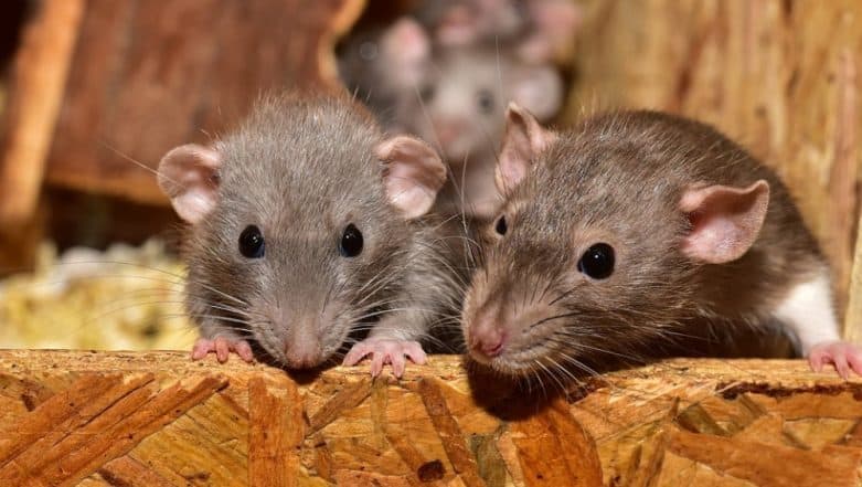 Rat Meat at Rs 200 per Kg! Assam's Kumarikata Village Witnesses High Demand for the Rodent This Holiday Season Rat Meat at Rs 200 per Kg! Assam's Kumarikata Village Witnesses High Demand for the Rodent This Holiday Season