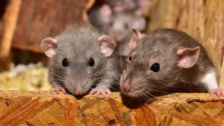Rat Meat at Rs 200 per Kg! Assam's Kumarikata Village Witnesses High Demand for the Rodent This Holiday Season