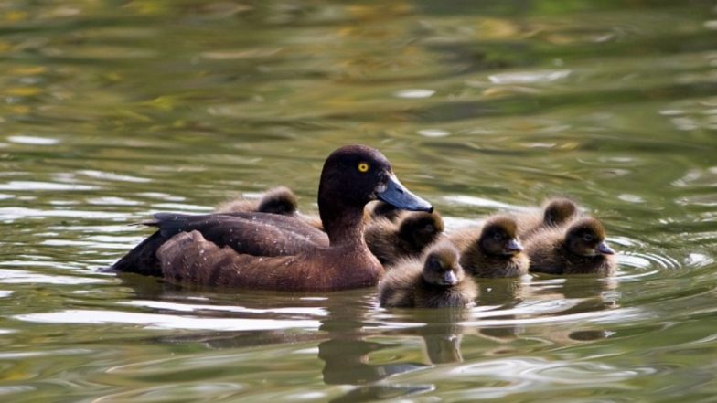 Madagascar Pochard, World's Rarest Bird Thought to Extinct for a Decade Comes Back to Natural Habitat With the Help of Rescue Teams