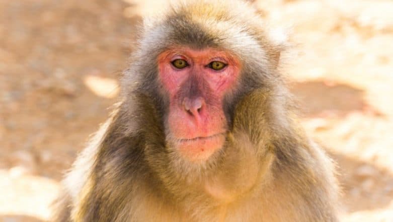 World's Oldest Monkeys to Help Us Fight HIV? World's Oldest Monkeys to Help Us Fight HIV?