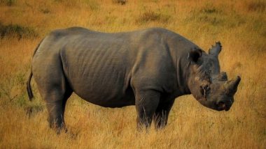 Adult Male Rhino Found Dead in Assam's Kaziranga National Park, Poachers Escape With Horn
