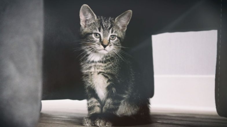 Cat Climbs Into Box; Accidentally Posted 700 Miles Away in Canada