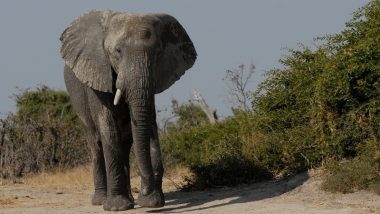Kerala: Wild Elephant Tramples Sabarimala Pilgrim to Death in Forest Area