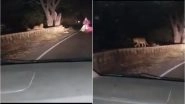 Leopard Spotted in Aurangabad's Khuldabad Ghat by Car Passengers? Video of Wild Cat Goes Viral