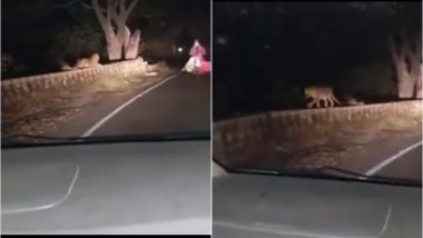 Leopard Spotted in Aurangabad's Khuldabad Ghat by Car Passengers? Video of Wild Cat Goes Viral