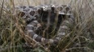 Texas Man Discovers Dozens of Rattlesnakes Nestling Under His Building; Scary Video Goes Viral