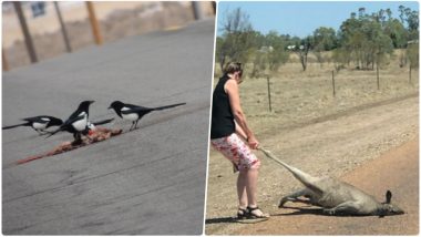 Christmas 2018 Recipe: England Couple to Prepare Roadkill Dinner for Their Guests