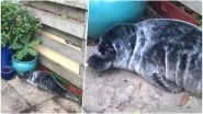 Seal-ing Fine! Northumberland Woman Woke Up to a Baby Seal Resting Near Plant Pots Outside Home