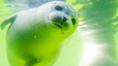 Seal Pup With Umbilical Cord Still Attached Rests on a Plastic Bottle in UK Beach; View Pic