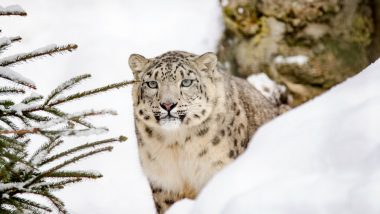 Snow Leopard Shot Dead After Escaping Dudley Zoo Enclosure ‘In the Interest of Public Safety’