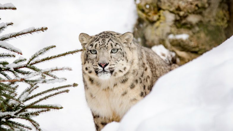 Wildlife Body an NGO Urges L-G RK Mathur to Name Snow Leopard as State Animal of Ladakh
