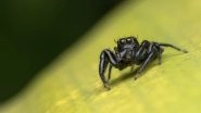 Do Spiders Produce Milk? Scientists Discover New Jumping Spiders Which Lactate and Nurse Their Babies, Watch Video