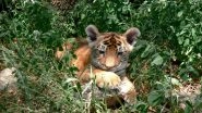 Avni Tigress Killing: One Cub Found in Yavatmal, Officials on Lookout For the Second