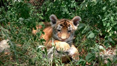 Maharashtra: Tiger Cub Found Dead, Partially Eaten in Umred Paoni Karhandla Sanctuary Near Nagpur