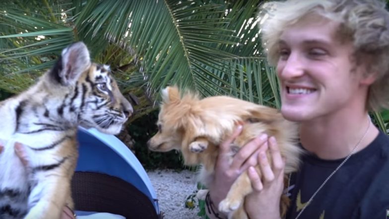 Logan Paul in Controversy Again! YouTube Video ‘Kong Meets a Baby Tiger! **Showdown**’ Leads to Charges for ‘Mistreatment’ to a Tiger Cub