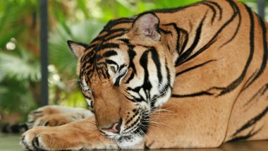Tiger Found Dead in Ratapani Wildlife Sanctuary of Madhya Pradesh With Paws Chopped