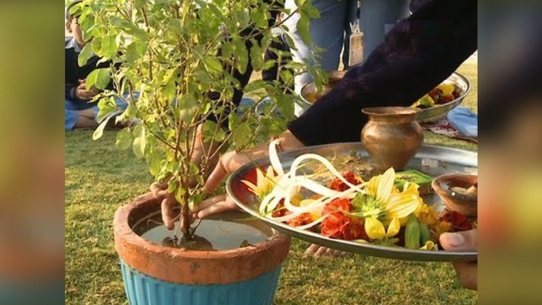 Tulsi Pujan Diwas 2018: Know Health Benefits and Why The Holy Basil is Worshiped on December 25 Every Year