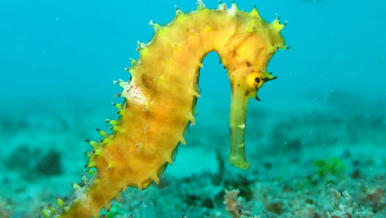 Endangered White's Seahorse, Rare Species in Which Male Gives Birth to Offsprings Found in Australia Endangered White's Seahorse, Rare Species in Which Male Gives Birth to Offsprings Found in Australia