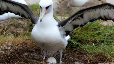 World’s Oldest Wild Bird ‘Wisdom’ Is Expecting! 68-Year-Old Laysan Albatross Lay Egg for the 37th Time