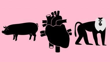 Pig-to-Baboon Heart Transplant Offers Hope for Xenotransplantation In Humans: Everything About Cross-Species Organ Transplant