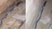 Rats Pretending to Be Snake to Avoid Predators? Here's The Truth About The Viral Video