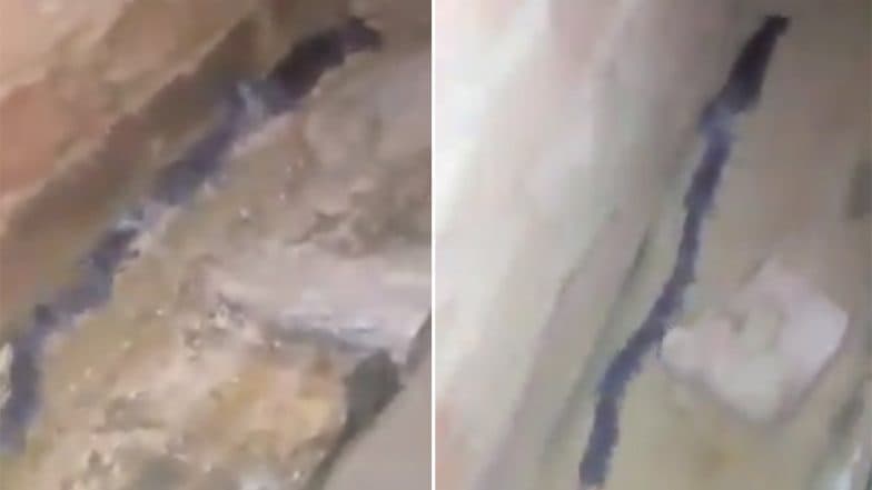 Rats Pretending to Be Snake to Avoid Predators? Here's The Truth About The Viral Video Rats Pretending to Be Snake to Avoid Predators? Here's The Truth About The Viral Video