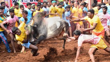 Jallikattu 2019: Traditional Bull-Taming Event Begins in Madurai, Watch Video