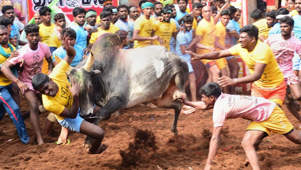 Tamil Nadu: Over 2,000 Bulls to Participate in Jallikattu in Madurai Tamil Nadu: Over 2,000 Bulls to Participate in Jallikattu in Madurai