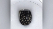 Snake Bit an Australian Woman&rsquo;s Butt in the Toilet, Here&rsquo;s What Happened Next!