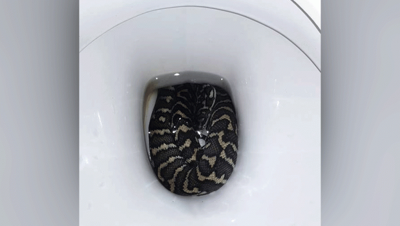 Snake in bathroom on Gold Coast