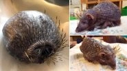 Bear- the Bald Hedgehog Who Lost All His Spikes Due to STRESS Gets a Daily Massage With Aloe Vera (View Shocking Viral Pictures)