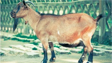 Shocking Beastality Case! African Man Caught Raping Goat, Claims He Took Animal’s Consent Before Having Sex!