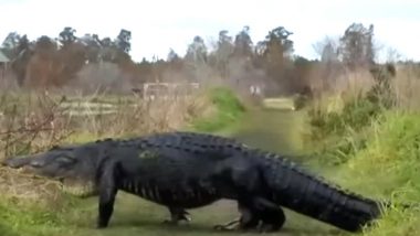 Massive Alligator 'Fabio' Spotted Strolling Across in Florida Reserve, Watch Video