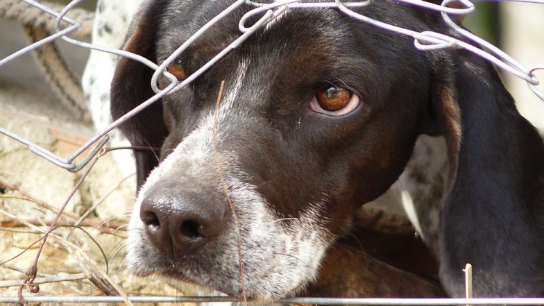 California Becomes First State in US to Allow Sale of Only Rescued Animals in Pet Stores