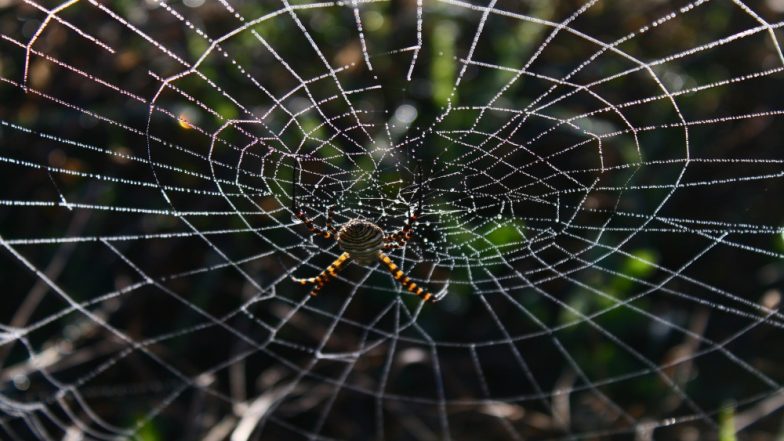 Australian Man Trying to Kill a Spider Prompts Police Response as He Shouts ‘Why Don’t You Die?’