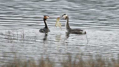 Plastic Pollution: Photographer Captures a Bird Offering Plastic Waste as a Mating Gift to Partner, View Heartbreaking Pic!