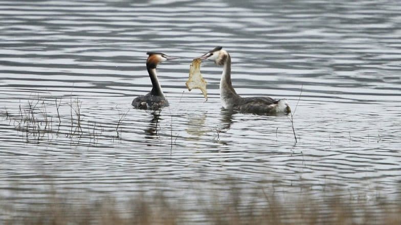 Plastic Pollution: Photographer Captures a Bird Offering Plastic Waste as a Mating Gift to Partner, View Heartbreaking Pic! Plastic Pollution: Photographer Captures a Bird Offering Plastic Waste as a Mating Gift to Partner, View Heartbreaking Pic!
