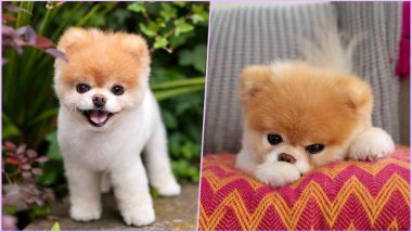 Boo, World\'s Cutest Dog Dies at 12 After Mourning the Death of His ...