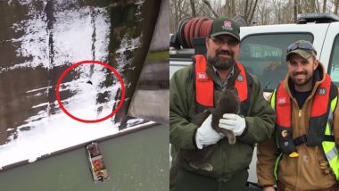 Dramatic Rescue! Cat Slides Down Indian Dam Spillway, Saved by US Army Corps (Watch Video)