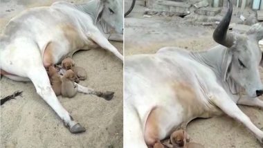 Cow Feeds Puppies Who Lost Their Mother in Accident, Heart-warming Video From Uttar Pradesh Goes Viral