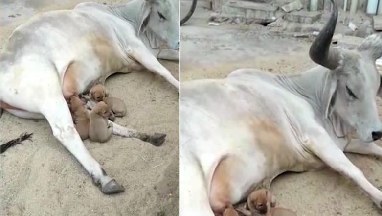 Feeding cow milk outlet to puppies