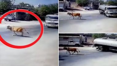 Cow Miraculously Escapes Unhurt as Heroic Truck Driver Pulls a Dramatic Stunt to Save it, Watch Viral Video From Junagarh