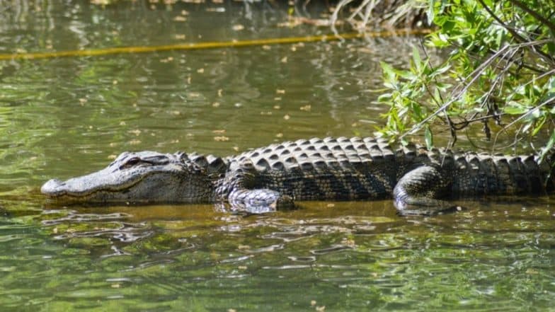 Pet Crocodile Mauls Woman Scientist to Death in Indonesia! Watch Shocking Video Pet Crocodile Mauls Woman Scientist to Death in Indonesia! Watch Shocking Video