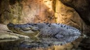 Small Penis Reason For Crocodile Couple's Failure to Conceive Even After Mating For 50 Years!