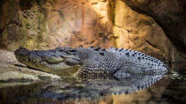Small Penis Reason For Crocodile Couple's Failure to Conceive Even After Mating For 50 Years!