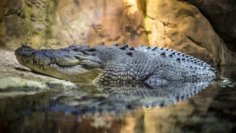 Chhattisgarh: Villagers Mourn Crocodile 'Gangaram's' Death, Decide to Set up Memorial For Their Beloved Protector Chhattisgarh: Villagers Mourn Crocodile 'Gangaram's' Death, Decide to Set up Memorial For Their Beloved Protector