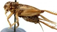 Cuba Sonic Attack on US Diplomats: Scientists Say it was the Mating Call of Crickets